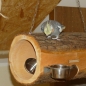 Preview: Foraging Spieltunnel aus Erle - bekannt aus der PapageienUmschau