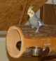 Preview: Foraging Spieltunnel aus Erle - bekannt aus der PapageienUmschau