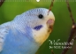 Preview: Wellensittiche - der NEUE Kalender
