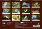Preview: Wellensittiche - der NEUE Kalender