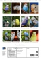 Preview: Kalender Wellensittichküken