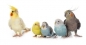 Preview: Vogelgrit by Claus 500g