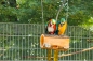 Preview: Foraging Spieltunnel aus Erle - bekannt aus der PapageienUmschau