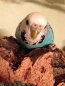 Preview: Naturkork Sitzbrettchen Zoey - M