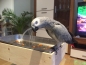 Preview: Vogelbrunnen XL aus Edelstahl und Holz