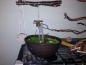 Preview: Vogelbrunnen mit Netzteil - 27cm