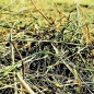 Preview: Bio Kräuterheu aus dem Thüringer Wald 100g