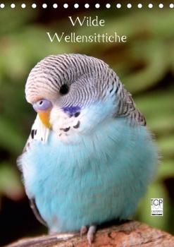 Wilde Wellensittiche