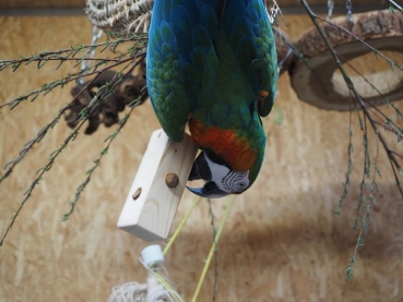 Foraging Knabberturm Saphira - gefüllt mit Nüssen