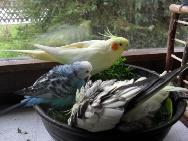 Vogelbrunnen mit Netzteil - 27cm