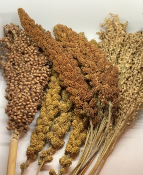 Bunter Hirsemix 500g