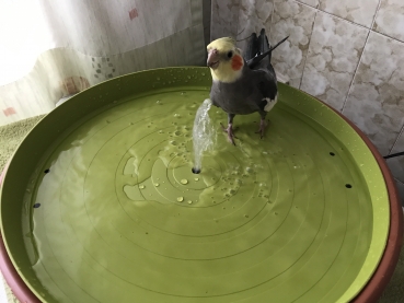 Vogelbrunnen mit Netzteil - 38cm * Speziell für Nymphen- und Großsittiche