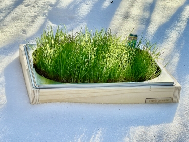 Joelle - das frische Grün für die Fensterbank