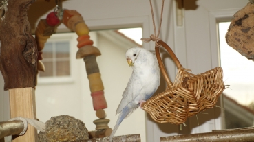 Weidenkörbchen