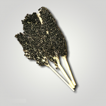 Schwarzes Sorghum aus Deutschland Ernte 2022
