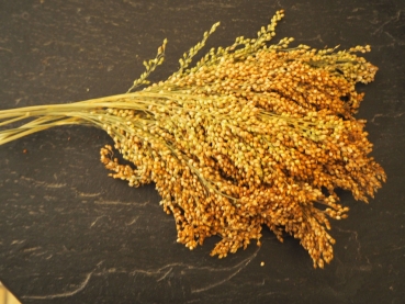Silberhirse aus Deutschem Anbau Ernte 2022