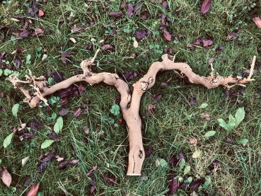 Weinrebe - Naturbelasen und naturgewachsen