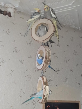 Ringschaukel Trio aus Birkenholz zum aufhängen *NEU mit Edelstahlkette*