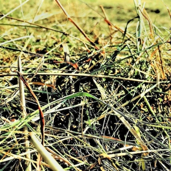 Bio Kräuterheu aus dem Thüringer Wald 1kg