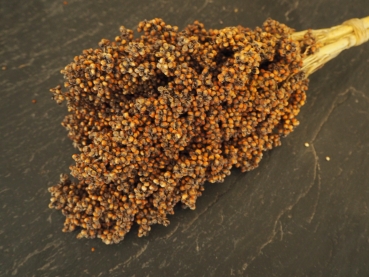 Sorghum aus deutschem Anbau Ernte 2022