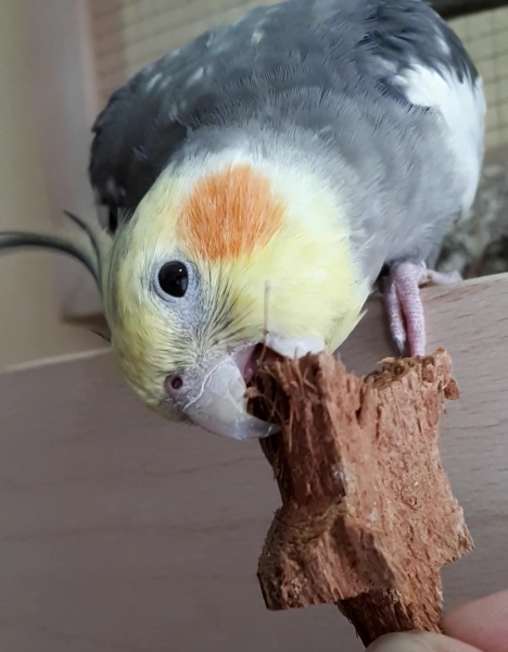 Cocos Stern Ø 4,5cm
