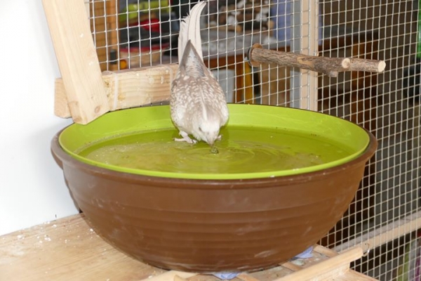 Vogelbrunnen mit Netzteil - 38cm * Speziell für Nymphen- und Großsittiche