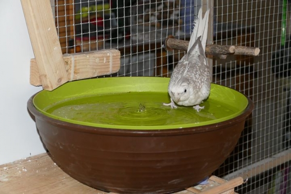 Vogelbrunnen mit Netzteil - 38cm * Speziell für Nymphen- und Großsittiche