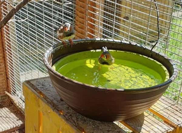 Vogelbrunnen 34cm - Solar-Powerbank oder  Netzteil