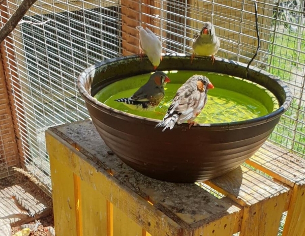 Vogelbrunnen 34cm - Solar-Powerbank oder  Netzteil