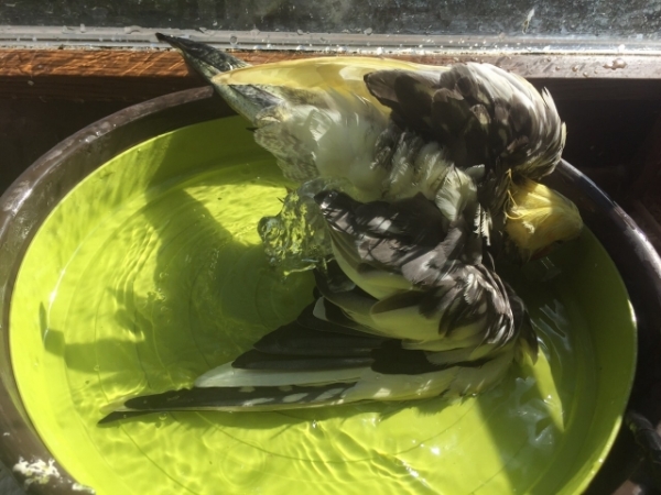 Vogelbrunnen mit Netzteil - 27cm