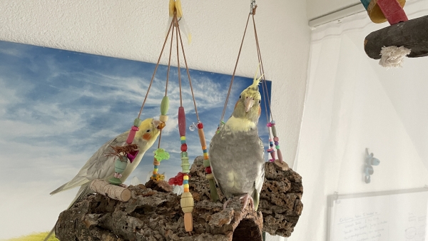 Korkröhre Sam ca. 16-20 cm - Korkröhre mit Holz Elementen und Acryl