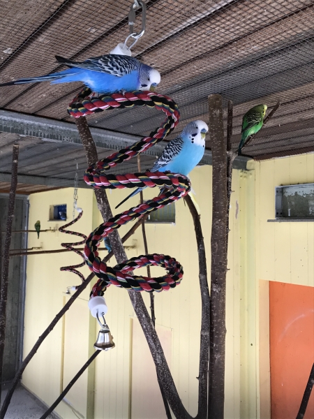 Bird Twist S - Kletterspirale für Sittiche