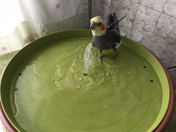 Vogelbrunnen mit Netzteil - 38cm * Speziell für Nymphen- und Großsittiche