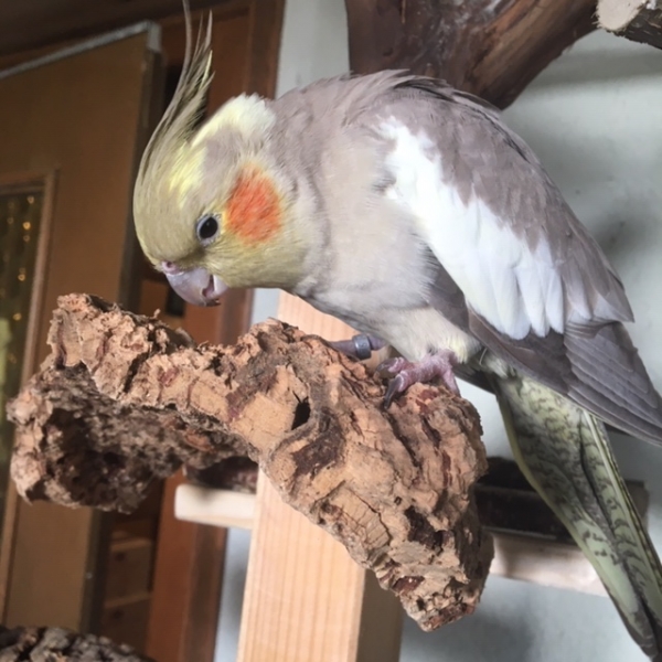 Naturkork Sitzbrettchen Zoey - M