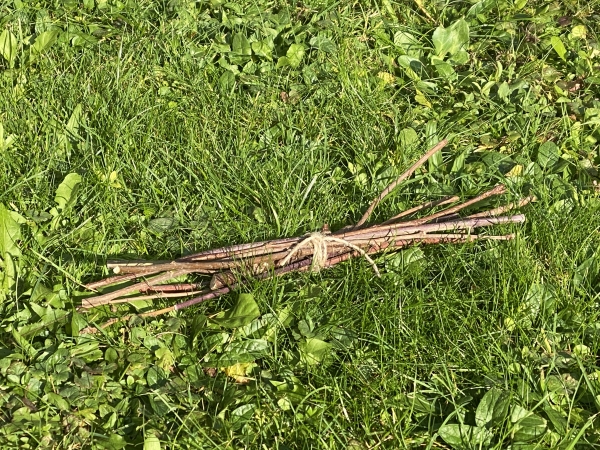 Bündel Haselnuss Knabberhölzer (10 Stk.)