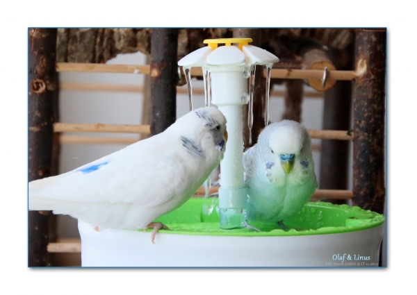 Flower Shower  - Badedusche (Ø18,5cm, 1,6l) - verschiedene Farben