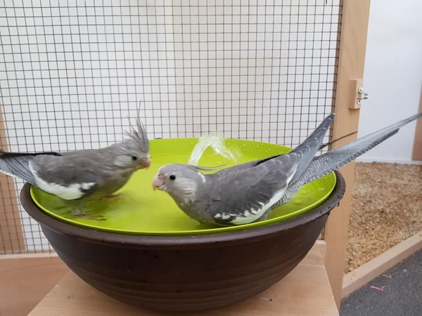 Vogelbrunnen mit Netzteil - 38cm * Speziell für Nymphen- und Großsittiche