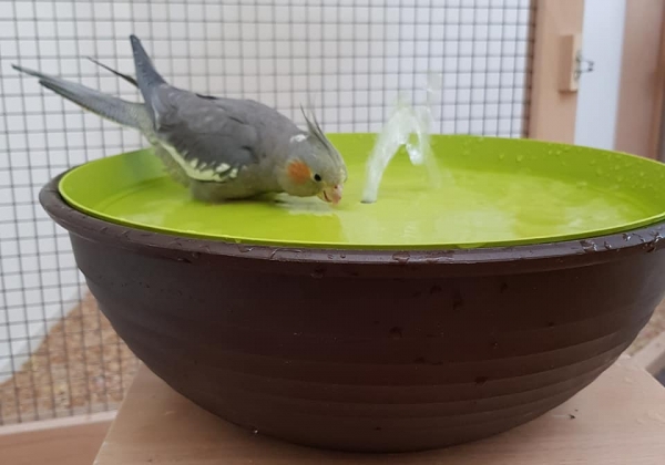 Vogelbrunnen mit Netzteil - 38cm * Speziell für Nymphen- und Großsittiche