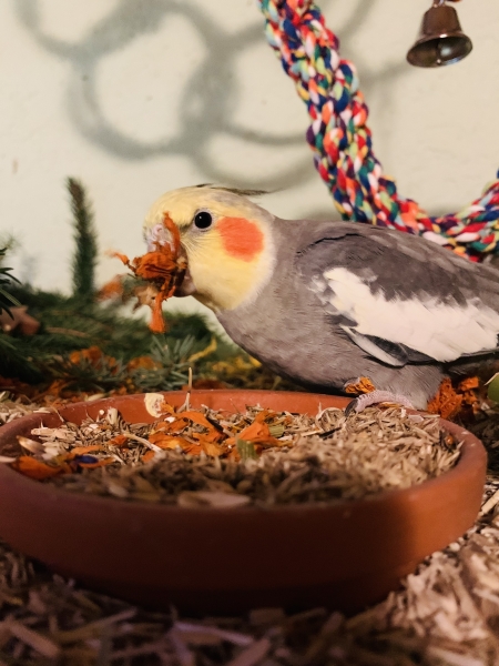 Tagetesblüten  130g