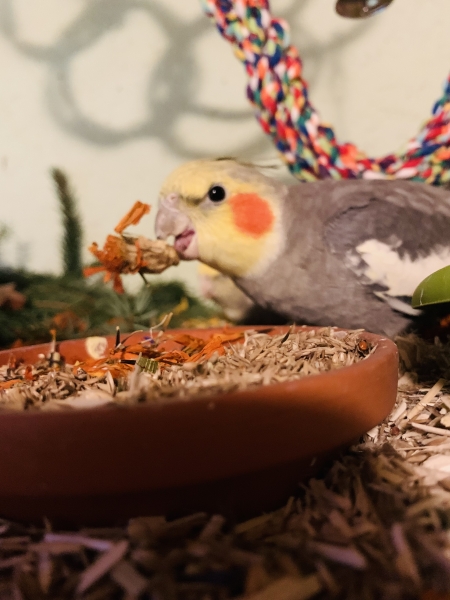 Tagetesblüten  130g