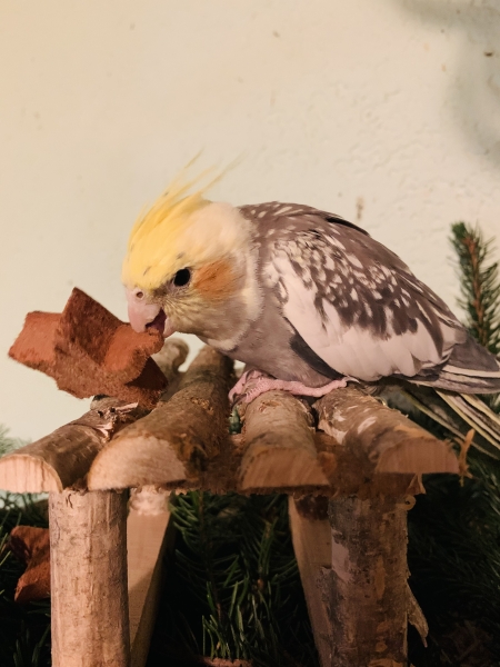 Cocos Stern Ø 4,5cm