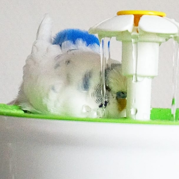 Flower Shower  - Badedusche (Ø18,5cm, 1,6l) - verschiedene Farben