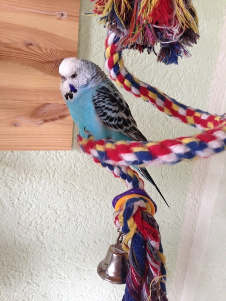 Bird Twist S - Kletterspirale für Sittiche