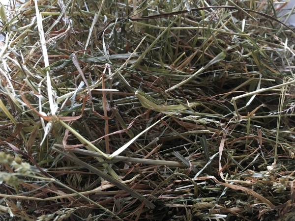 Frisches Wiesenheu aus Erding/ Bayern frisch vom Bauern 500g