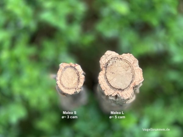 Korksitzast Malea L  - 25 cm ø 3-5 cm
