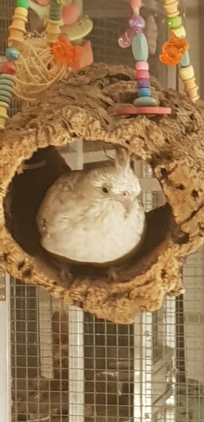 Korkröhre Sam ca. 16-20 cm - Korkröhre mit Holz Elementen und Acryl
