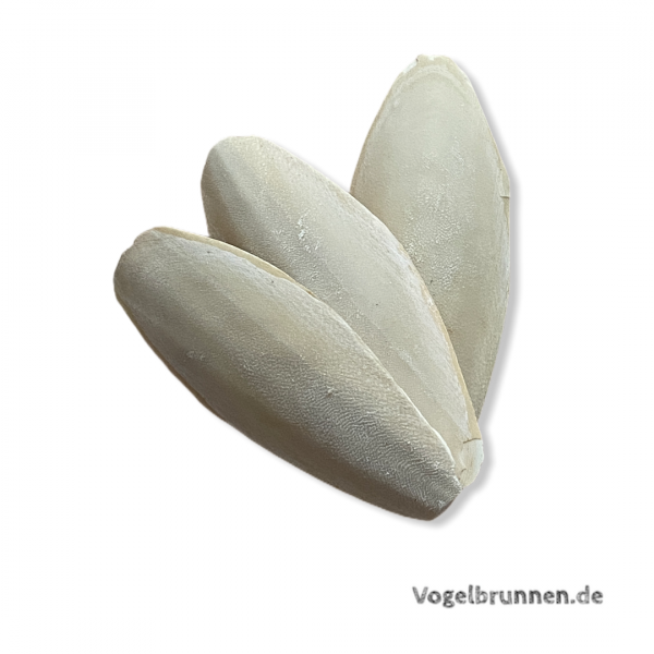 Naturbelassene Sepiaschalen