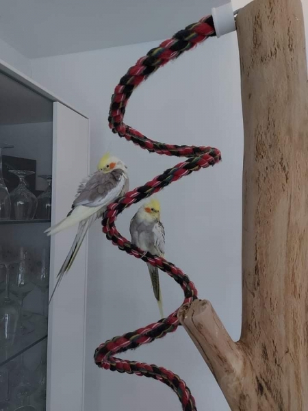 Bird Twist S - Kletterspirale für Sittiche