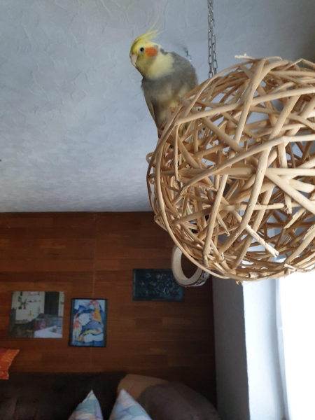 Weidenball natur Ø20cm mit Glocke