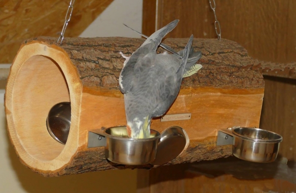 Foraging Spieltunnel aus Erle - bekannt aus der PapageienUmschau